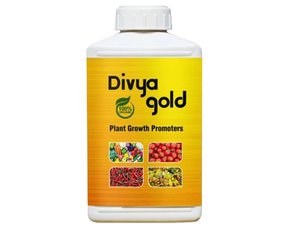 Divya Gold
